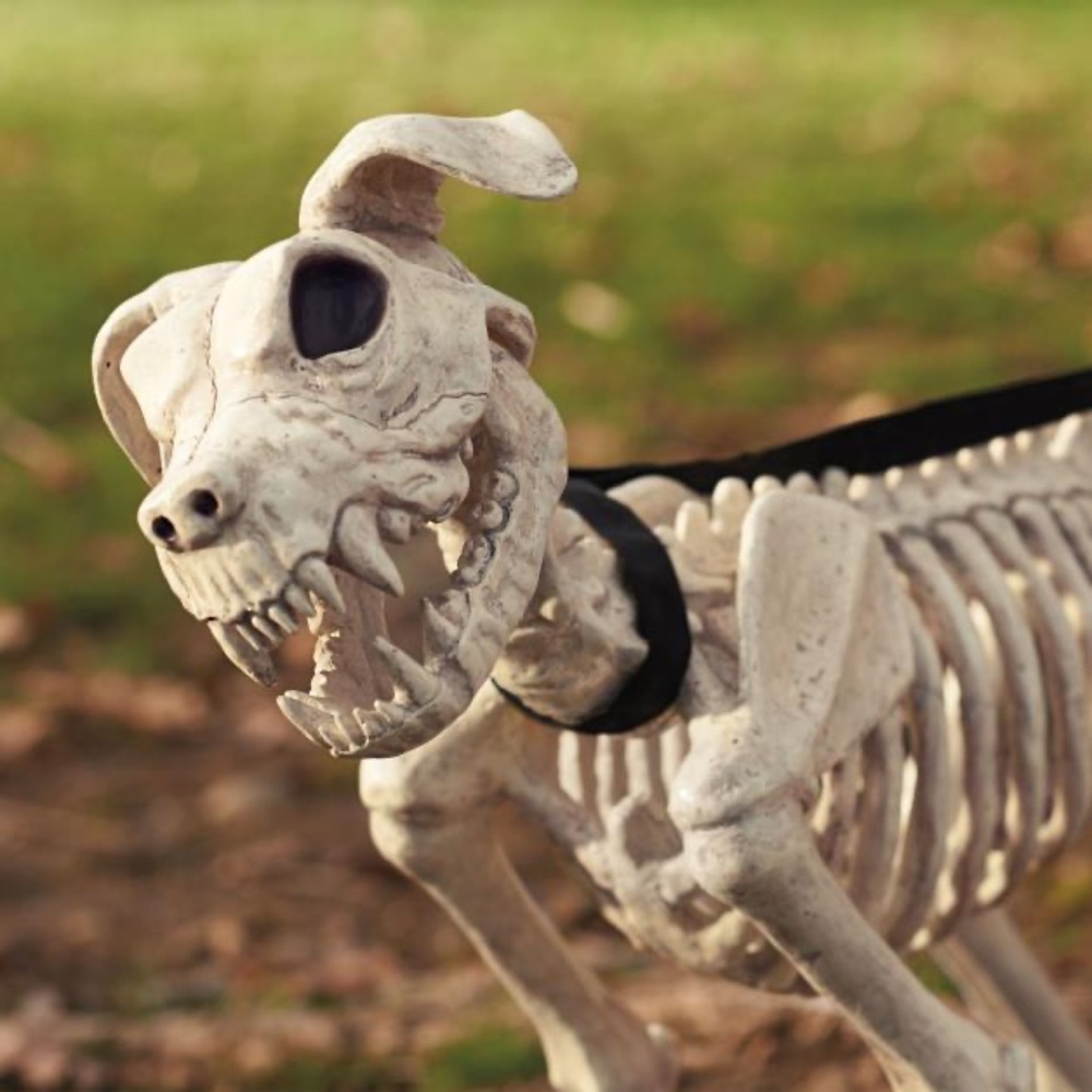 Grandin Road Shadow the Skeleton Dog on Leash large - Picture 4 of 9